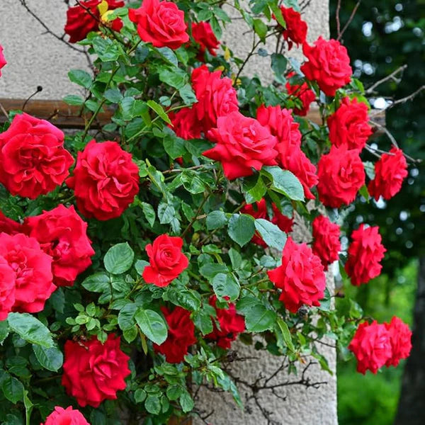 Heirloom Perennials Climbing Rose Seeds.