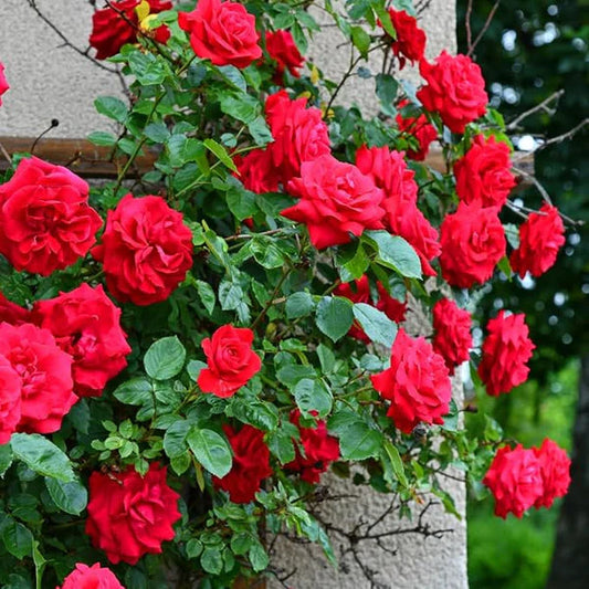 Heirloom Perennials Climbing Rose Seeds.